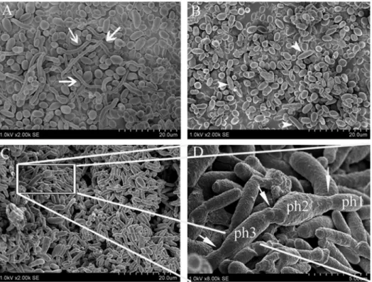 Figure 6 - Morphogenetic regulation by Cph1 and Efg1 under undiluted human serum influence for 18 h at 37 °C