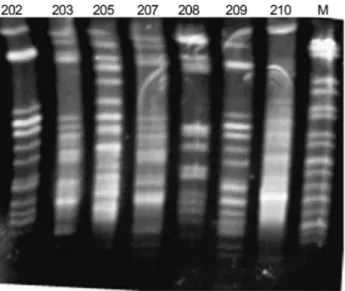 Figure 1 - Genomic DNA macrorestriction profiles of Klebsiella pneumoniaeproduced by PFGE after XbaI digestion