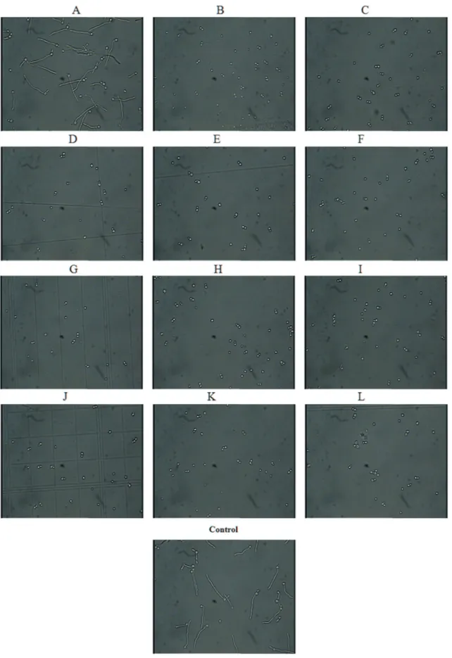 Figure 1 - Morphology of Candida albicans cells in presence of various anticancer drugs