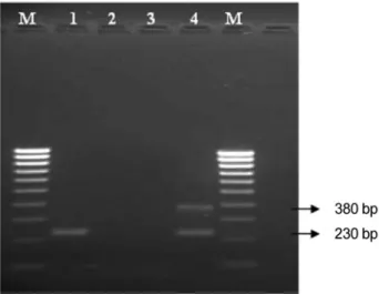 Figure 1 - DNA amplification from Dermacentor nitens by nested-PCR targeting the B. burgdorferi s.l