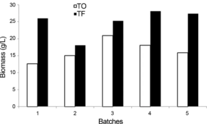 Figure 7 - Biomass production by UFLA FW221 during five batches (20 L) in sugar cane juice fermentation