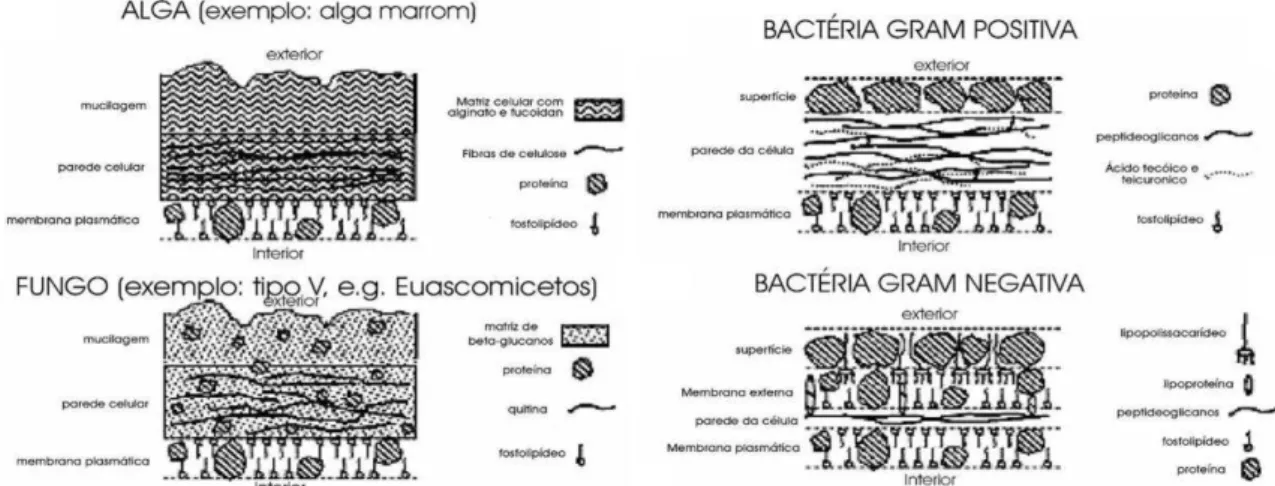 Figura 1. Esquema das estruturas da parede celular de alga e bactérias.  