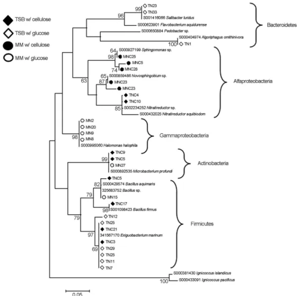 Figure 3 - Phylogenetic relationships based on partial 16S gene sequences of bacterial isolates from mangrove sediment with the best matches from the databases (12, 27)