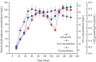 Figure 6 - Phosphate concentration in medium A, and IAA production and cell growth in medium B during P