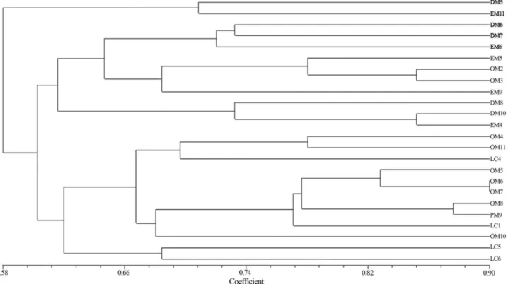 Figure 4 - Dendrogram showing the similarity co-efficient of Mud volcano and Lime cave isolates based on BOX-PCR analysis.