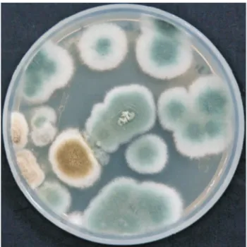 Figure 2 - SEM image of the isolate, Hypocrea lixii SS1.