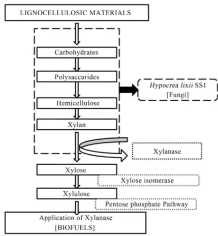 Figure 5 - Biochemical pathway of Xylanase production.