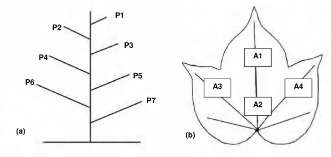 Figura 2. Representação esquemática: (a) posição da folha na planta; (b) áreas avaliadas no limbo foliar.