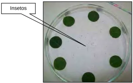 Figura 1- Ilustração da parcela experimental utilizada no teste de atratividade de lagartas recém-eclodidas  de Spodoptera frugiperda por cultivares de amendoim, em teste com chance de escolha