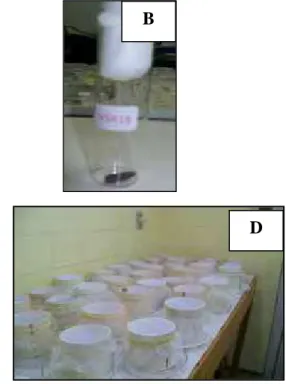 Figura 1- Material utilizado para estudo biológico de Spodoptera frugiperda. A) placa de petri contendo  folhas para estudo das fases larval e pupal; B) tubo contendo pupa previamente identificada; C) casal em  detalhe; D) tubos de PVC com casal para obten
