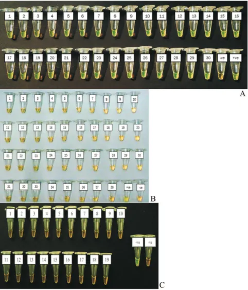 Figure 2 - Specificity of LAMP assay for the detection of Salmonella Typhi genomic DNA by direct visualization