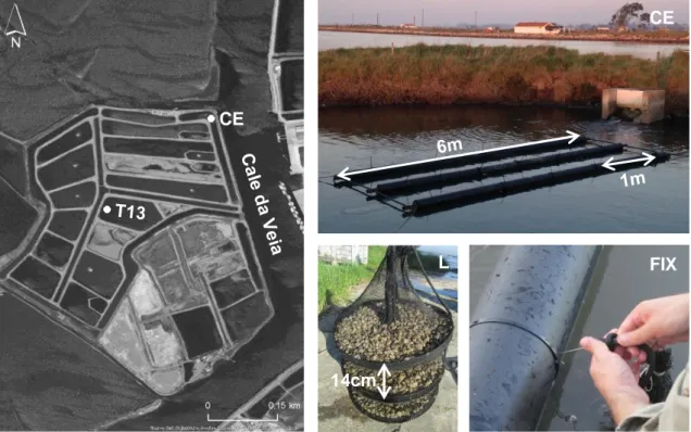 Figura 11. Localização da unidade de aquicultura “Aguacircia”, com indicação do canal de entrada  (CE)  e  respetiva  estrutura  flutuante  de  6  m  de  comprimento  e  do  tanque  de  produção  nº  13  (T13)