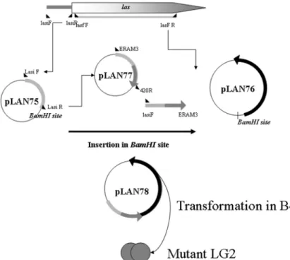 Figure 1 - The gene las was amplified from Hae11116 strain using the template sequence from GeneBank GI: 14994100