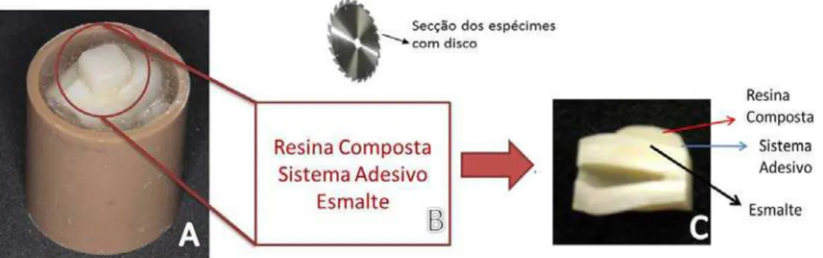 Figura  9  –  A)  Detalhe  do  cubo  de  resina  composta;  B)  Secção  do  dente  perpendicularmente  a  interface  adesiva;  C)  Uma  porção  do  espécime  já  seccionado  exibindo a resina composta, a área de adesão e o esmalte