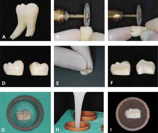 Figura 1- A) Molar humano; B) Corte no sentindo mésio-distal; C) Corte da porção  radicular; D) Faces livres separadas; E) Exposição da dentina na politriz; F) Dentina  exposta e aplainada; G) Posicionamento do espécime no molde de silicone; H) Inclusão  d
