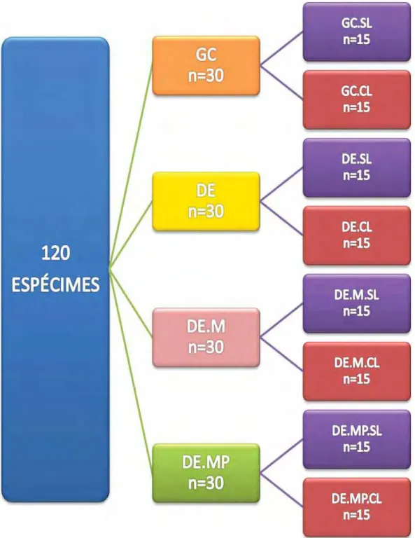 Figura 3 - Divisão dos grupos experimentais 
