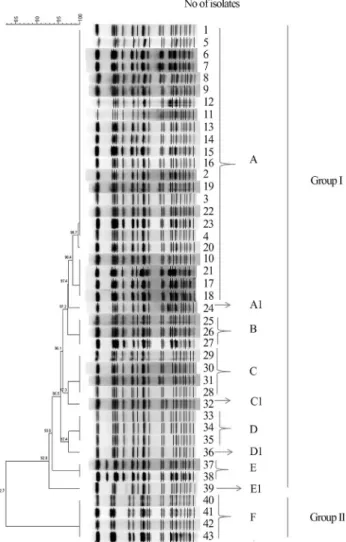 Figure 1 - Dendrogram of the PFGE patterns of the 43 S. sonnei isolates.