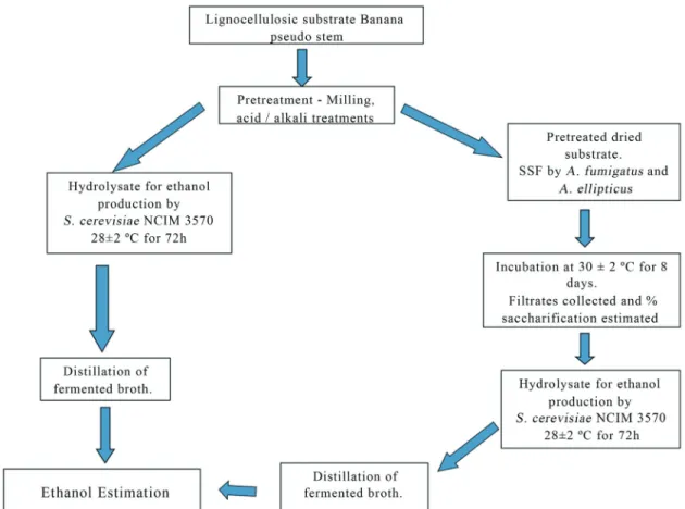 Figure 1 - Bioethanol production from banana pseudostem: Flow chart.