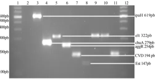 Figure 4 - DNA fragments amplified by PCR for the ipaH, elt, aggR, CVD 432 and est virulence genes