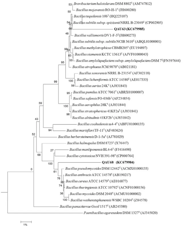 Figure 2 - Phylogenetic tree showing inter-relationship of Strain QAU63 and QAU68 with closely related species of the genus Bacillus inferred from aligned unambiguous sequences (1259 ntd) of 16S rRNA gene