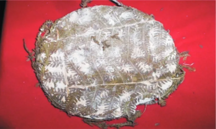 Figure 1 - ‘Marcha’ – A traditional fermented herbal cake.
