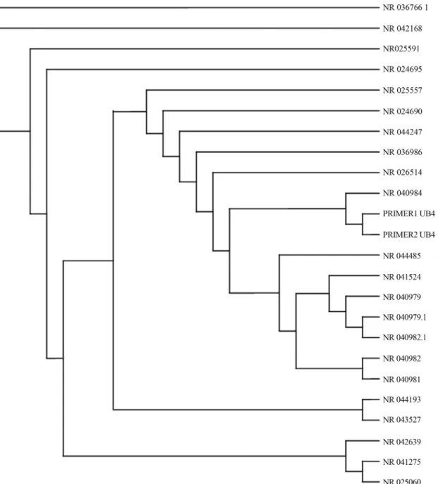 Figure 2 - Phylogenetic tree of Brevibacillus borstelensis – JX129162 constructed on the basis of 16S rRNA gene sequence analysis with reference to the sequences available at NCBI through BLAST analysis.