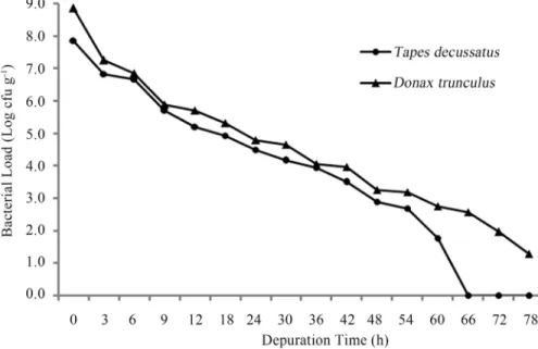 Figure 3 - Changes in V. parahaemolyticus levels in Tapes decussatus and Donax turunculus during the depuration process.