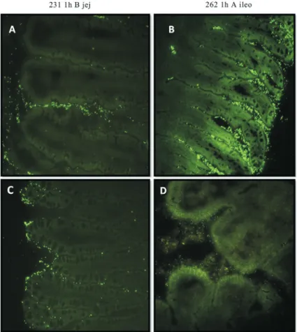 Figure 4 - cFDA-staining Lactobacillus adhered to intestinal epithelium observed by fluorescent microscope (magnification 40)