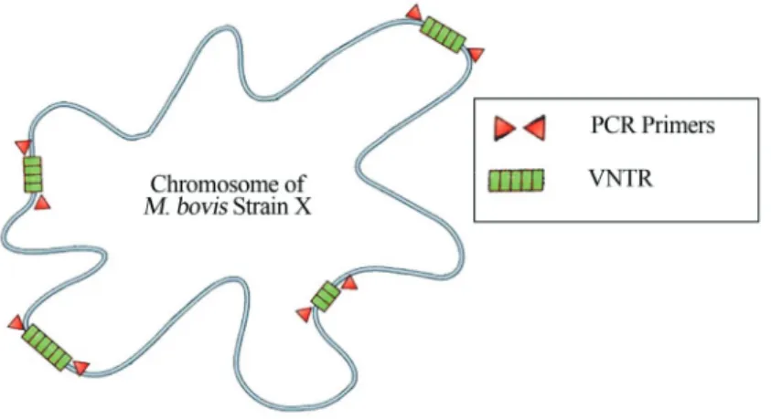 Figure 3 - Scheme of the M. bovis chromosome with VNTR (green) loci, a variation in the number of short, repeated segments contained in a specific lo- lo-cus