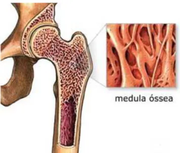 Figura  1:  Localização  da  medula  óssea  no  interior  do  osso.  (Figura  retirada  do  site  