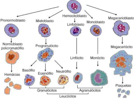 Figura  2:  Esquema  ilustrativo  da  diferenciação  das  células  hematopoiéticas  nas  várias  linhagens  celulares:  eritrócitos,  leucócitos  e  plaquetas