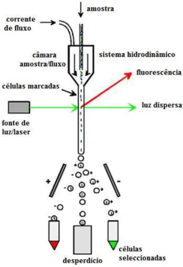 Figura 3: Esquema ilustrativo do funcionamento de um citómetro de fluxo (figura adaptada  do site http://www.google.pt/imgres?q=FACS&amp;um, consultado em 17/10/2012)