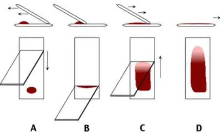 Figura 5: Esquema ilustrativo da técnica de realização de esfregaços por etapas. A: colocação de  uma  gota  de  sangue/medula  óssea  numa  das  extremidades  da  lâmina  (junto  ao  lado  fosco  de  identificação  da  lâmina);  B:  colocação  de  uma  la