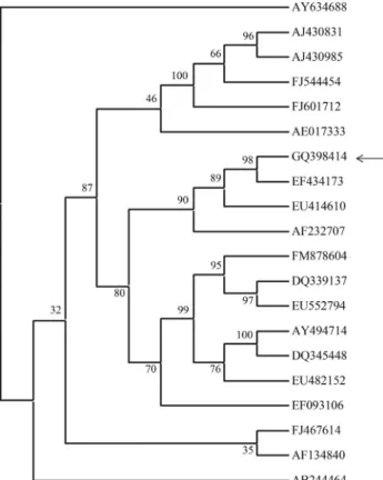 Figure 1 - Phylogenetic tree showing the genetic relationship between SG2 lipase and the other Family I lipases EF434173 - B