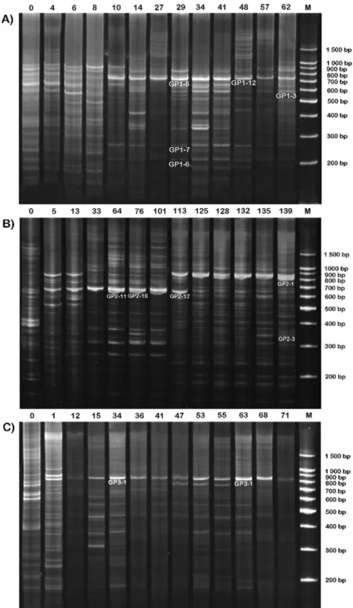 Figure 1 - The banding profiles of ribosomal intergenic spacers from Experiments A, B, and C