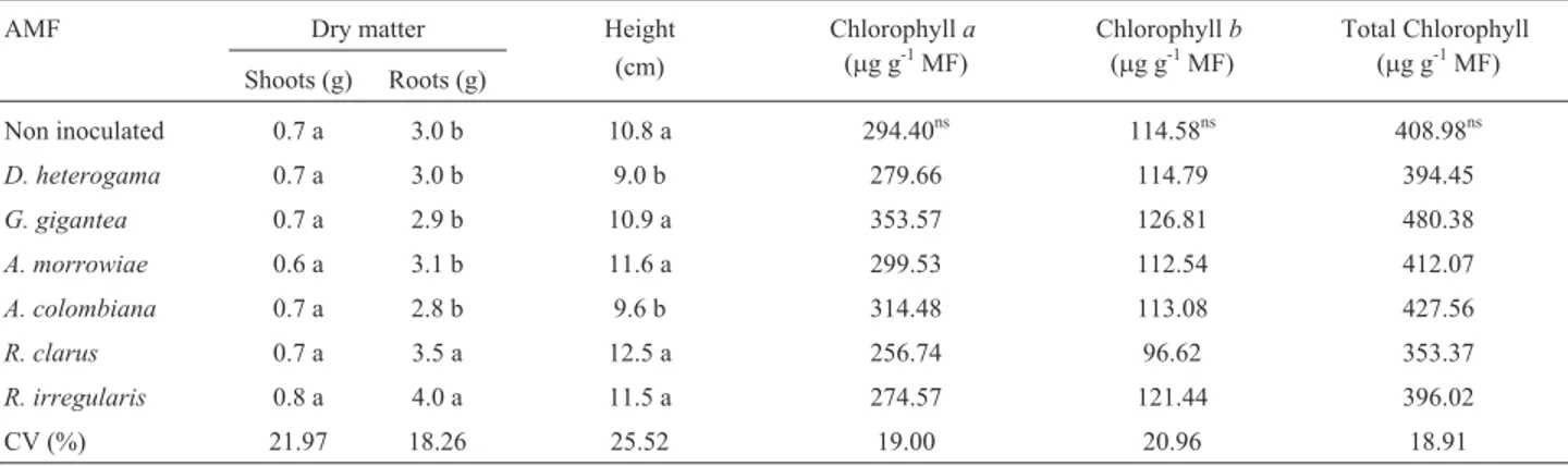 Table 1 - Shoot and root DM, plant height increment, and leaf chlorophyll a, b, and total levels in young vines from the P1103 rootstock with and without AMF inoculation in a soil with high Cu levels.