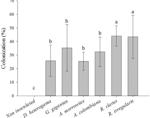 Figure 1 - Percentage of mycorrhizal colonization of young vines of the P1103 rootstock with and without AMF inoculation in soils with high Cu levels.