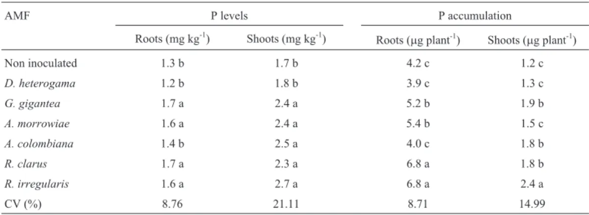 Table 2 - Root and shoot P levels and accumulation in young vines of the P1103 rootstock with and without AMF inoculation in a soil with high Cu levels.