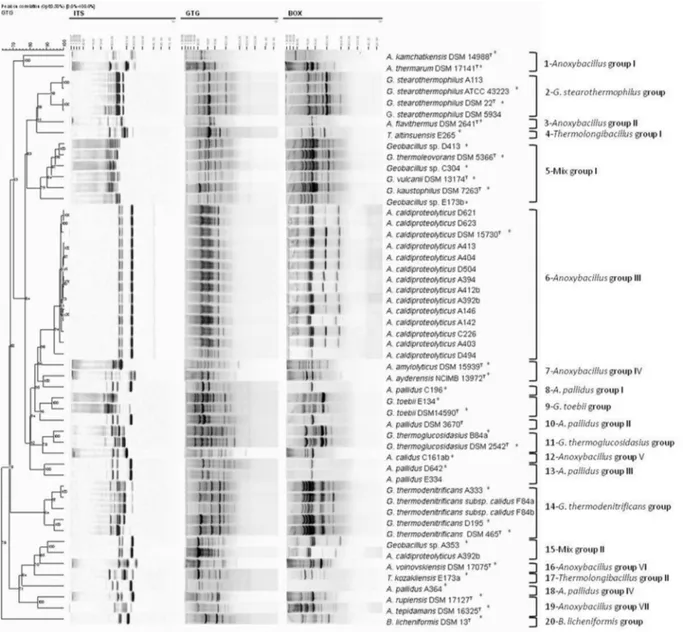 Figure 1 - The cumulative cluster analysis of some representative digitized banding patterns, generated by ITS-, BOX- and GTG-PCR profiles from iso- iso-lates and reference strains belonging to family Bacillaceae