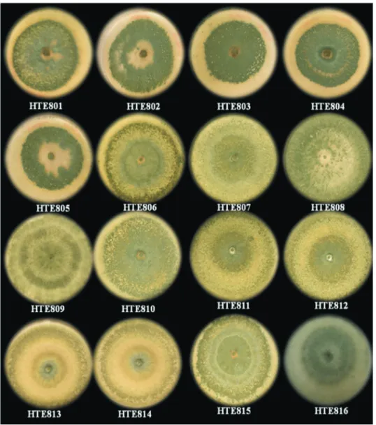 Figure 1 - Trichoderma spp. colonies obtained from soils with different crops and agronomic conditions.