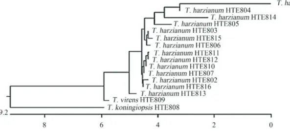 Figure 2 - Neighbor-joining phylogenetic tree of Trichoderma spp. isolates based on sequences from the ITS1-18S-ITS4 region.