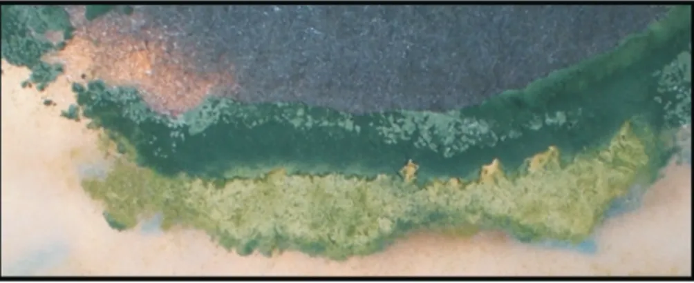 Figure 5 - Details of the growth of Trichoderma spp. (bottom green colony), showing the beginning (left) of the formation of a barrier at the contact site with the mycelium of M