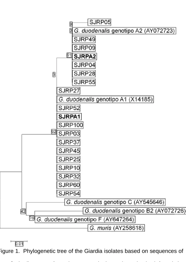 Figure 1.  Phylogenetic tree of the Giardia isolates based on sequences of  the  β-giardin gene from human and domestic animals inferred by  neighbor-joining algorithm using Kimura two-parameter