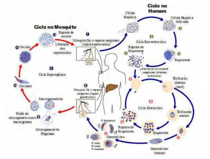 Figura 2 – Ciclo biológico de Plasmodium spp. Adaptado de: 