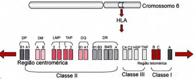 Figura 3. Estrutura gênica do MHC humano. Identificando os genes HLA  de classe I (HLA-A, B e C), de classe II (HLA-DR, DQ e DP) e os de classe III