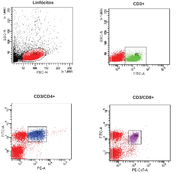 Figura 4 – Representação das subpopulações de linfócitos CD3+, CD3+CD4+ e CD3+CD8+ 