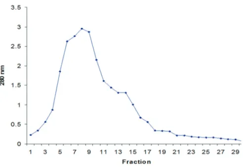 Figure 2 - Elution profile of pyocin SA189 by size exclusion chromatography (Sephadex G-75 gel filtration column).