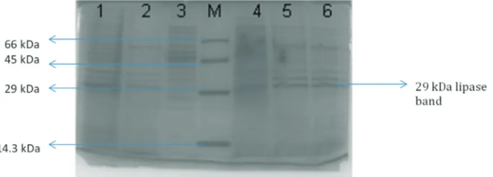 Figure 3 - SDS-PAGE of crude and purified lipase preparations. Lane M: molecular weight markers, 1 and 2: crude samples, 3 and 4: load samples, 5 and 6: purified lipase (pool I) from the phosphocellulose column, 30 and 50 mL samples.