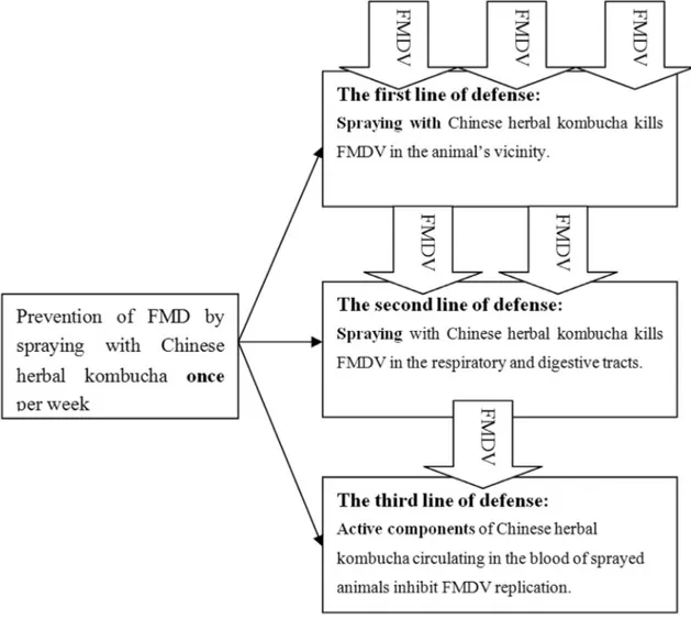 Figure 1 - Mechanisms by which Chinese herbal kombucha spraying prevents FMD.