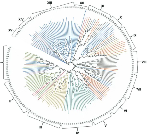 Figure 2 - Clustering pattern of 187 A. flavus isolates based on AFLP analysis. Where, group ‘A’, ‘B’ and ‘G’ isolates were clustered in 12 (I-VIII and XII-XV); 02 (IX-X) and 01 (XI) clusters respectively.